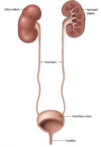 Ουροφόρος οδός