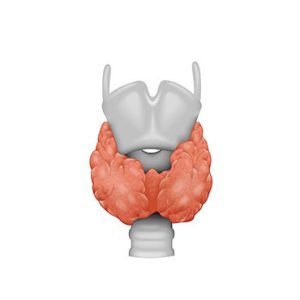 θυρεοειδούς