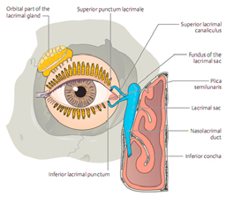 Δακρύρροια